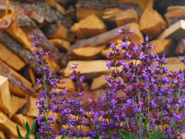 Outdoor Pictures 14