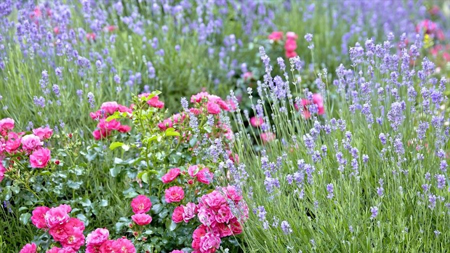 Outdoor Pictures 20