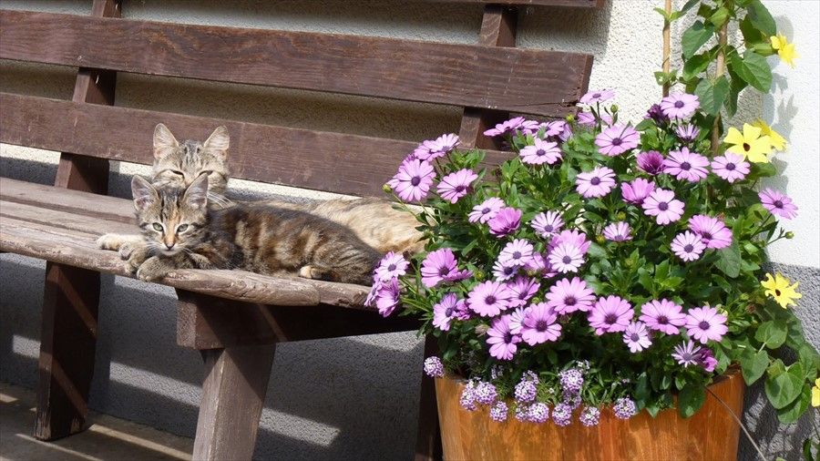Outdoor Pictures 12
