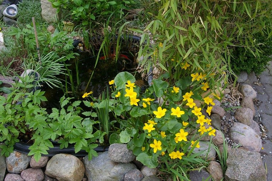 Outdoor Pictures 21