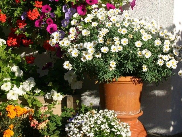 Outdoor Pictures 19