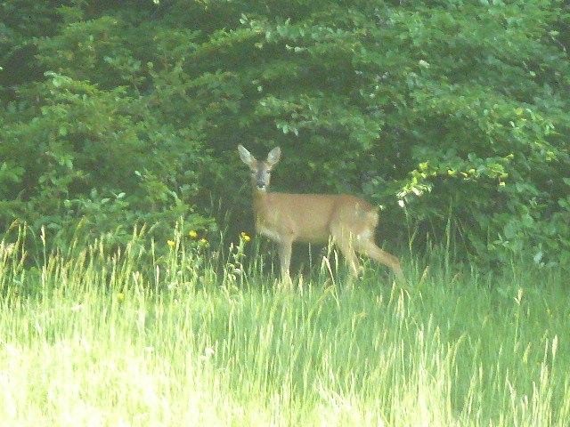 Outdoor Pictures 7