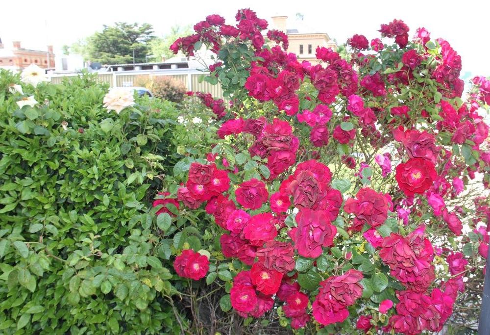 Outdoor Pictures 22