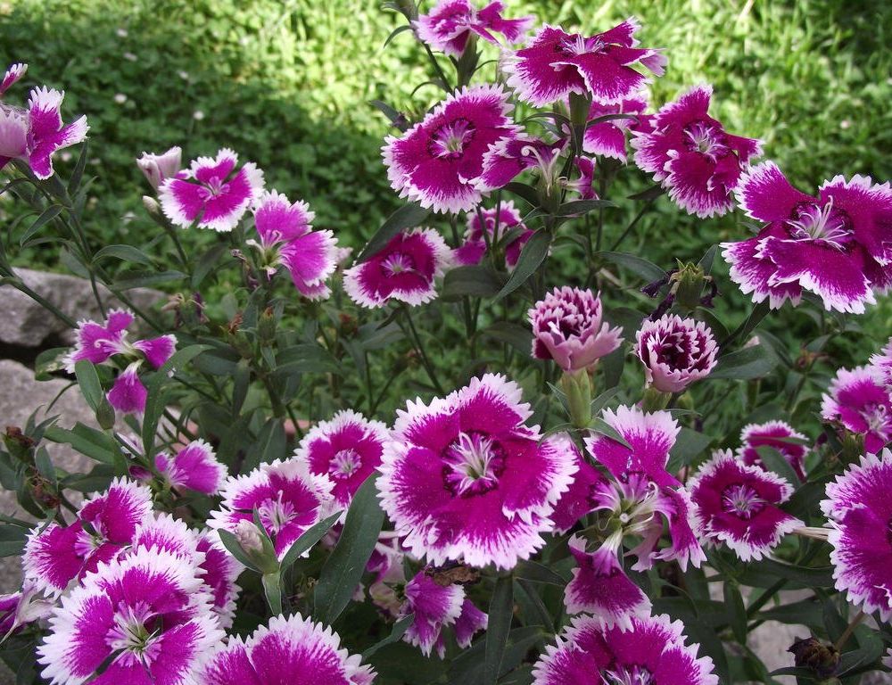 Outdoor Pictures 7