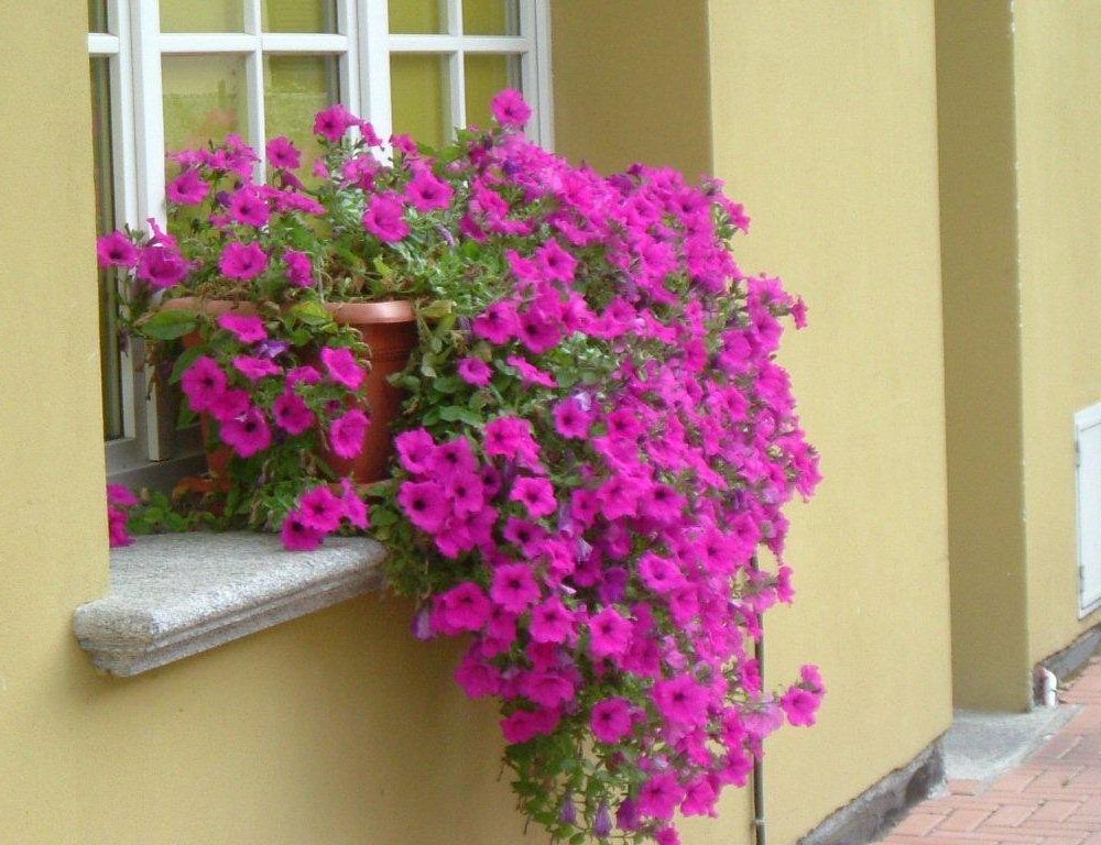 Outdoor Pictures 17