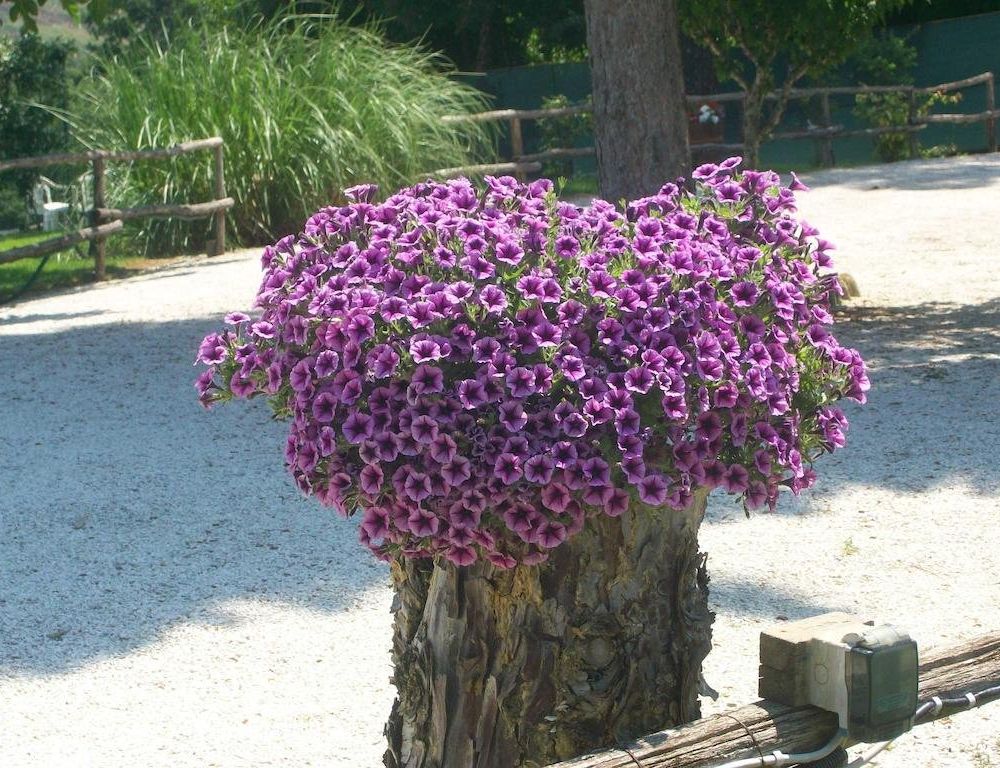 Outdoor Pictures 11