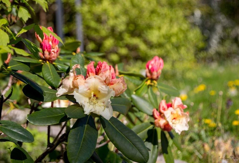 Outdoor Pictures 17