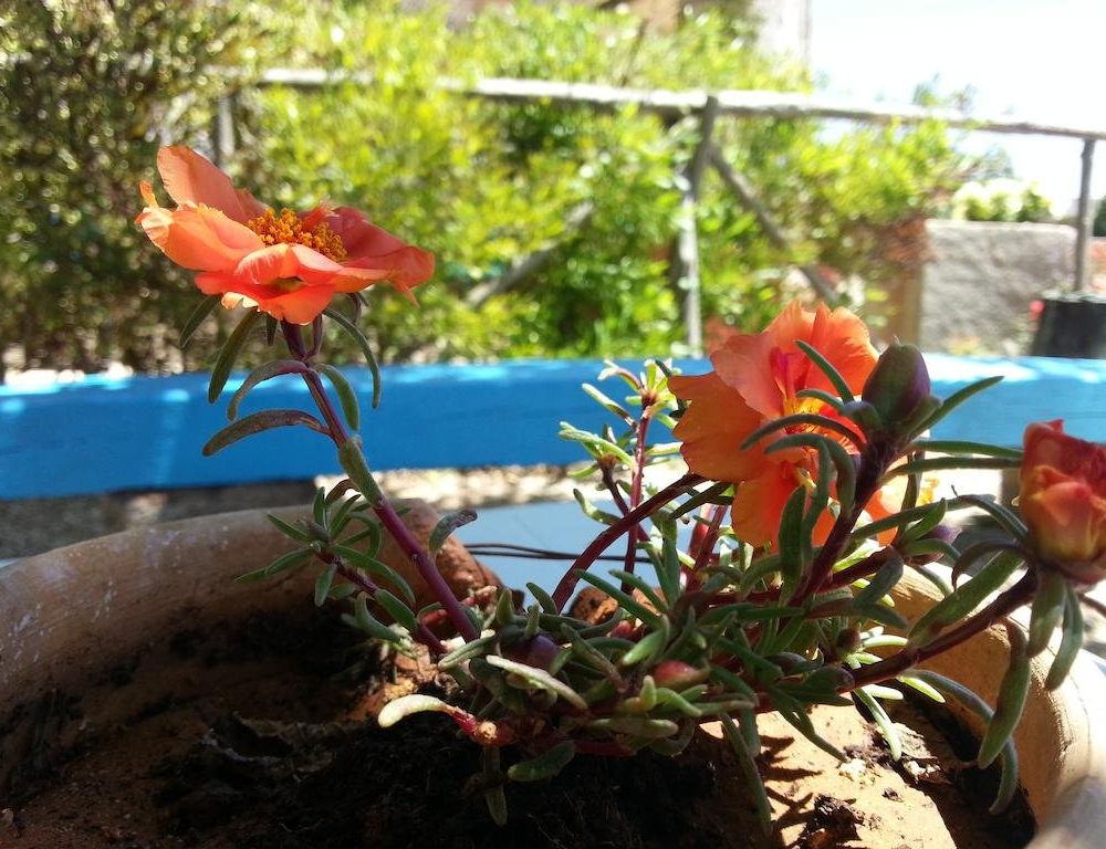 Outdoor Pictures 17