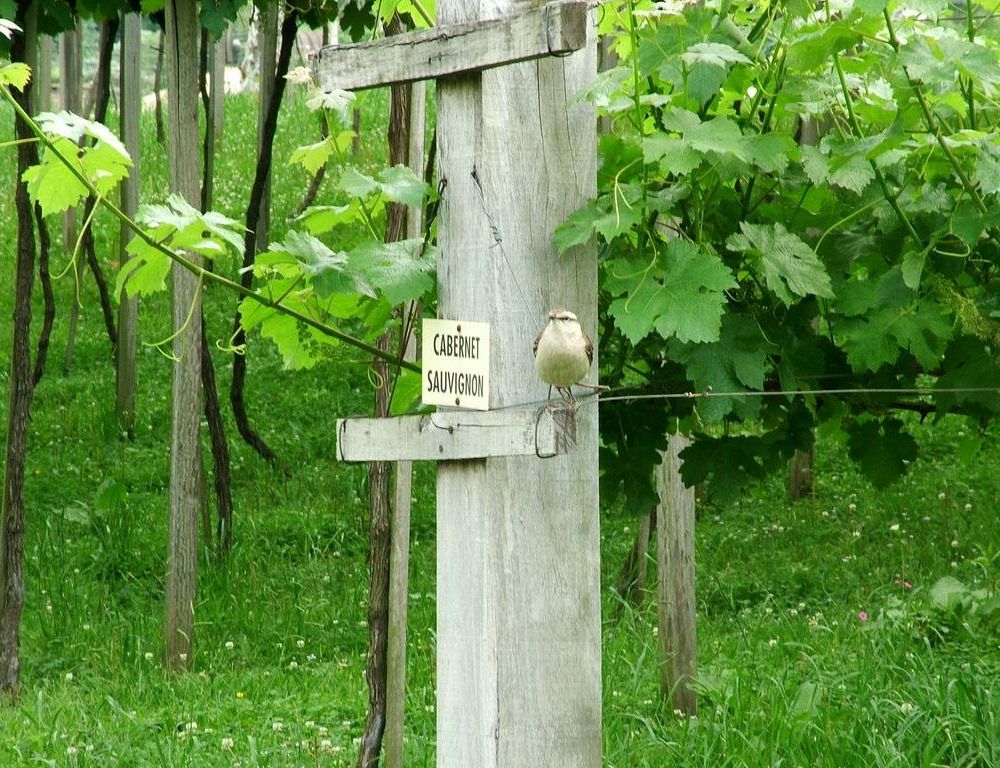 Outdoor Pictures 19