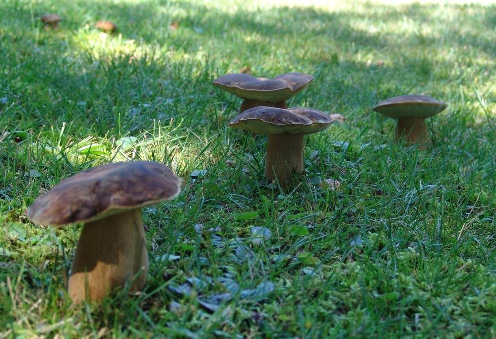 Outdoor Pictures 18