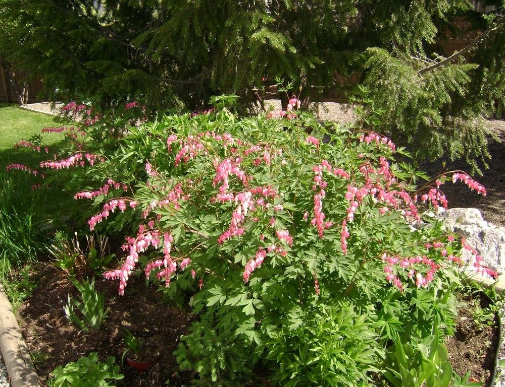Outdoor Pictures 15