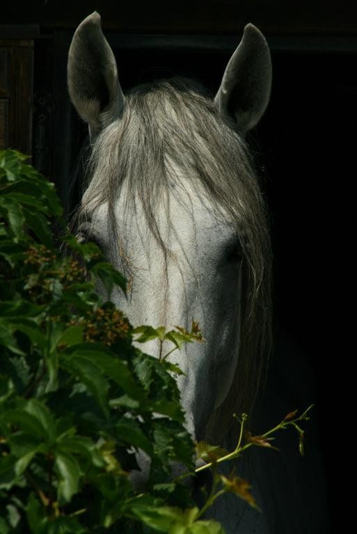 Outdoor Pictures 9