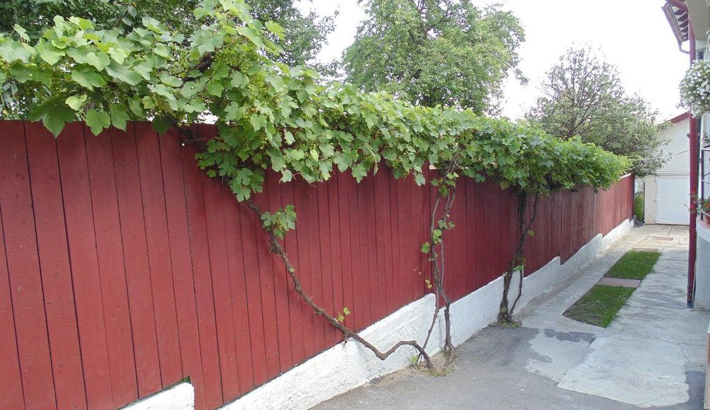 Outdoor Pictures 10