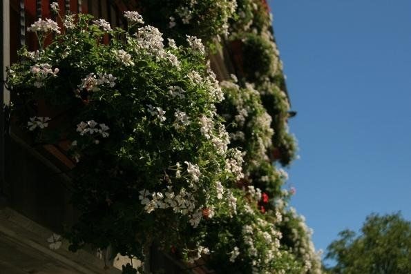 Outdoor Pictures 3