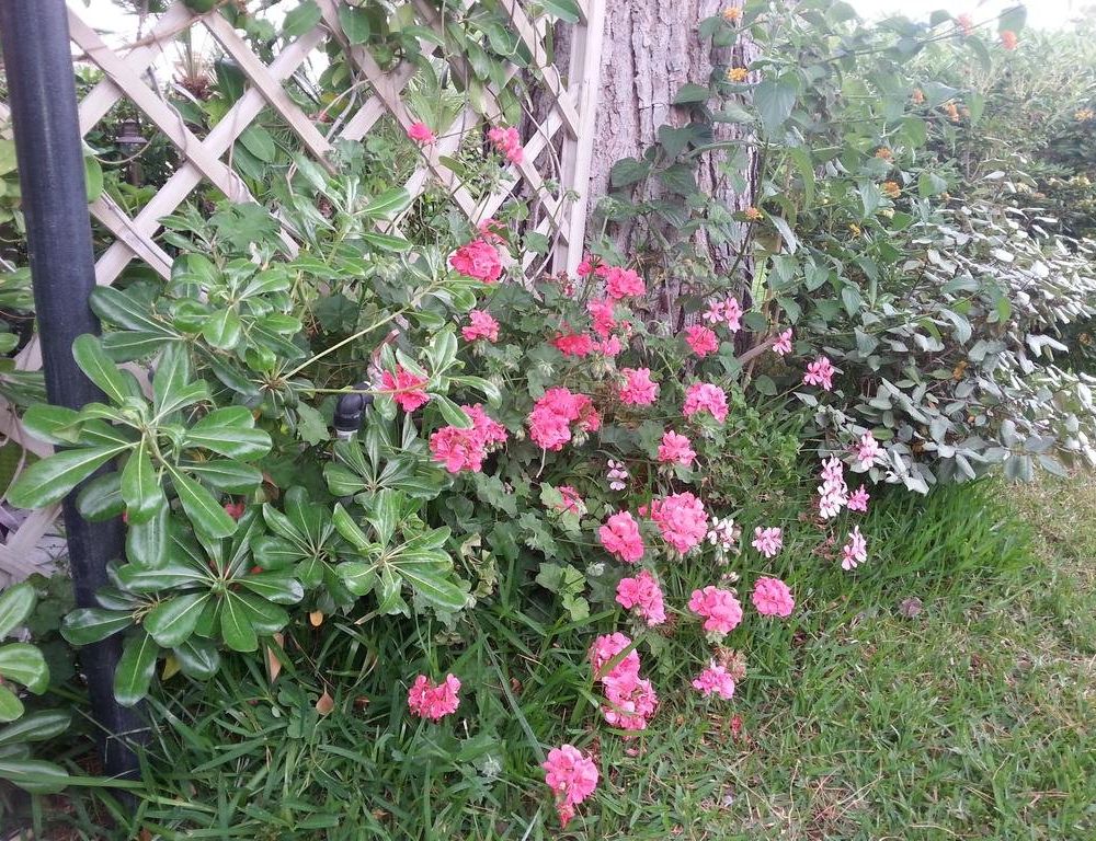 Outdoor Pictures 18