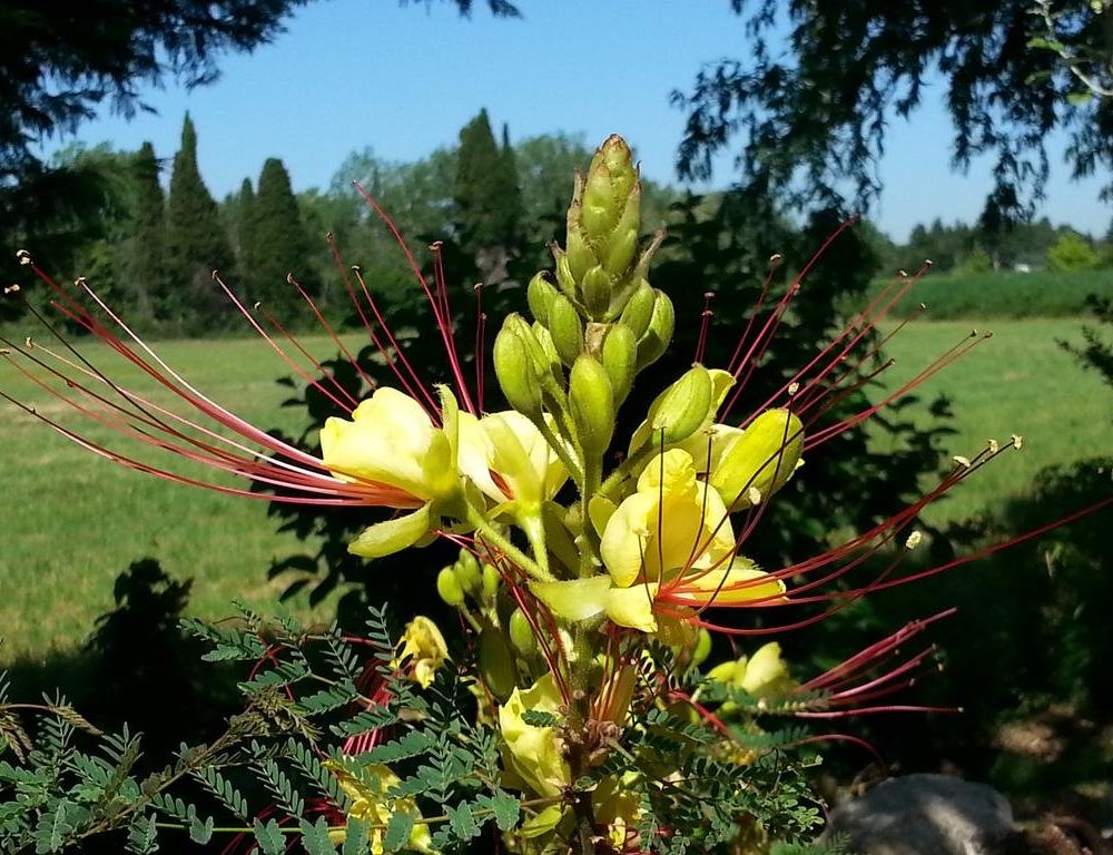 Outdoor Pictures 16