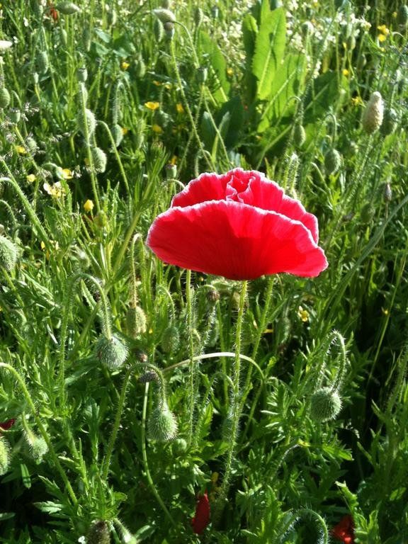Outdoor Pictures 21