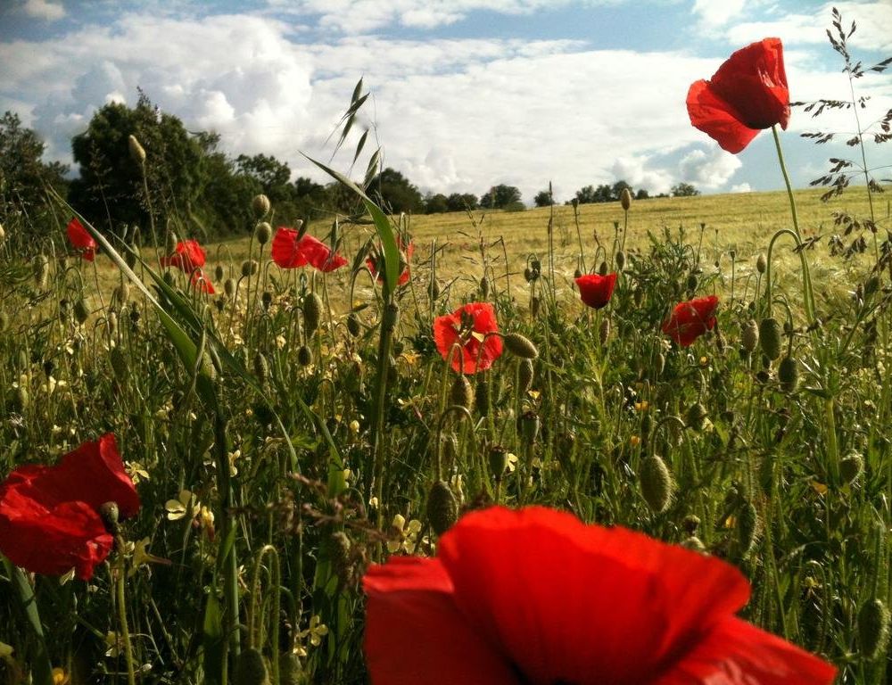 Outdoor Pictures 22