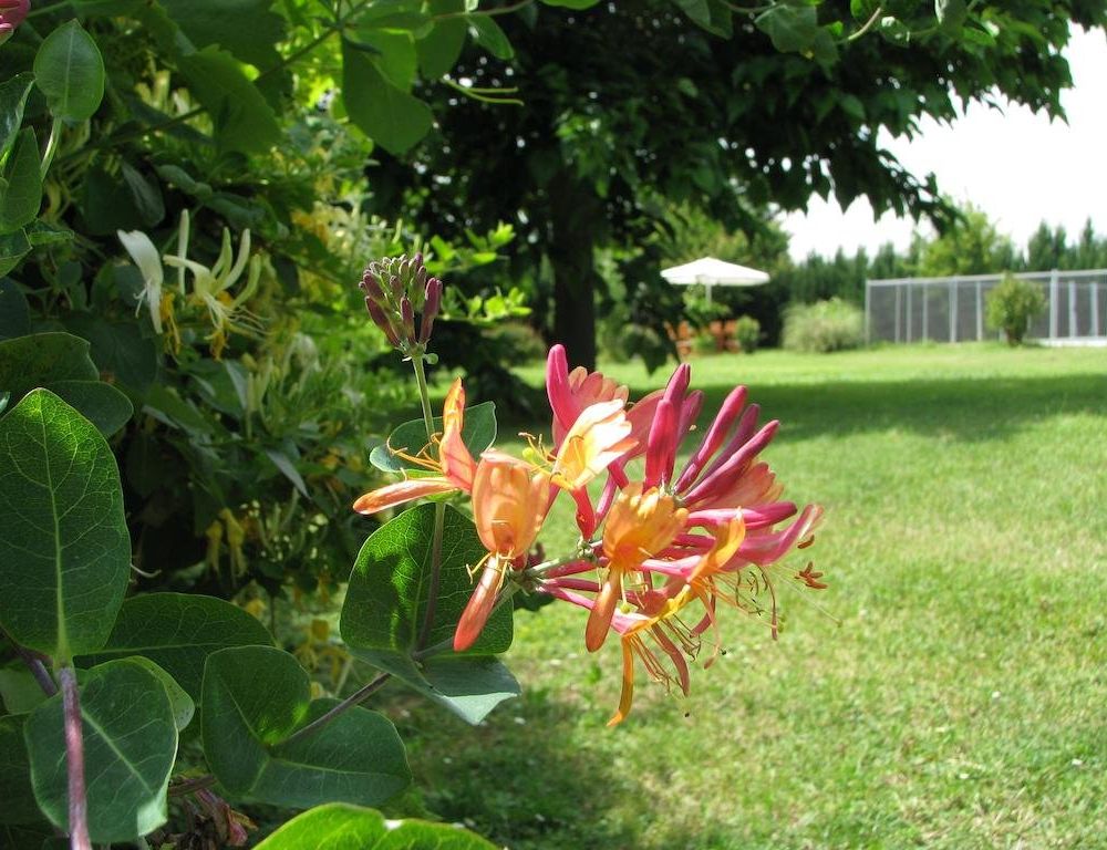 Outdoor Pictures 20