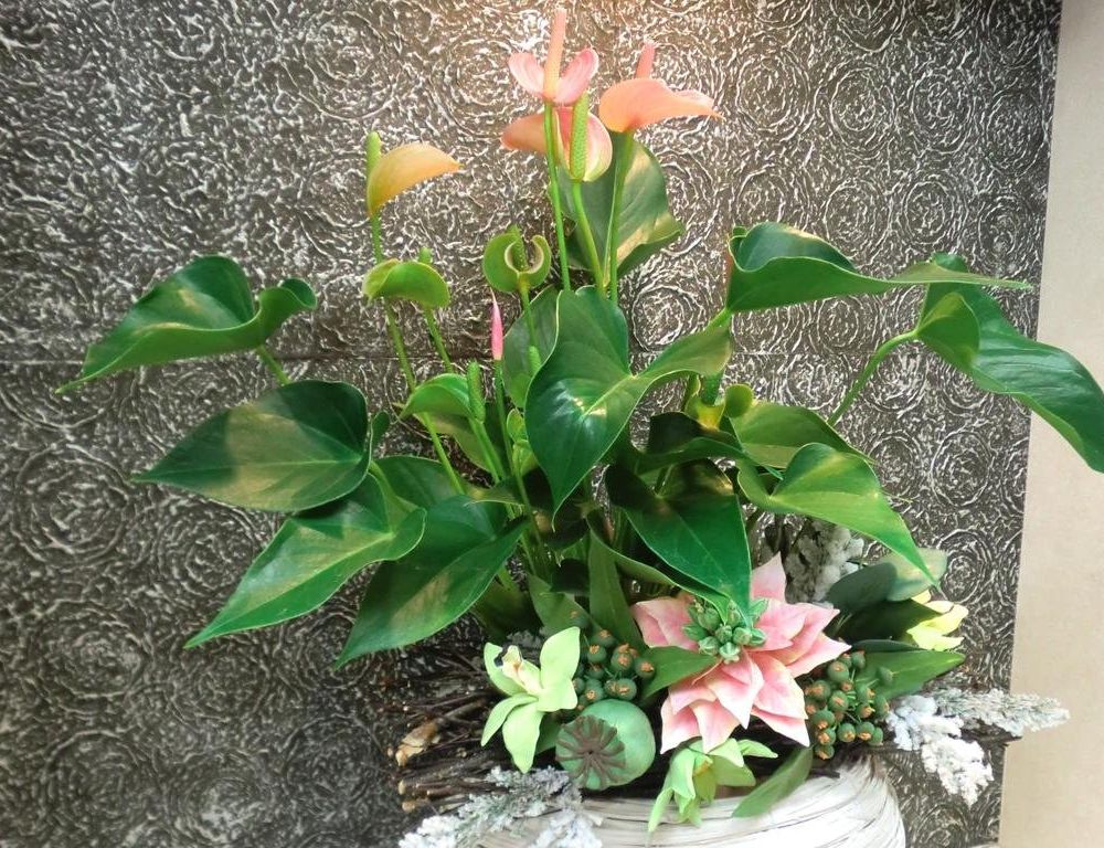 Outdoor Pictures 19