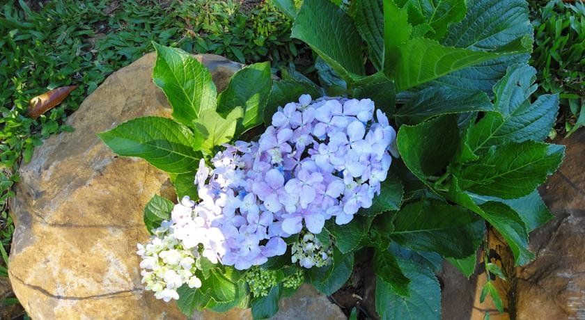 Outdoor Pictures 19