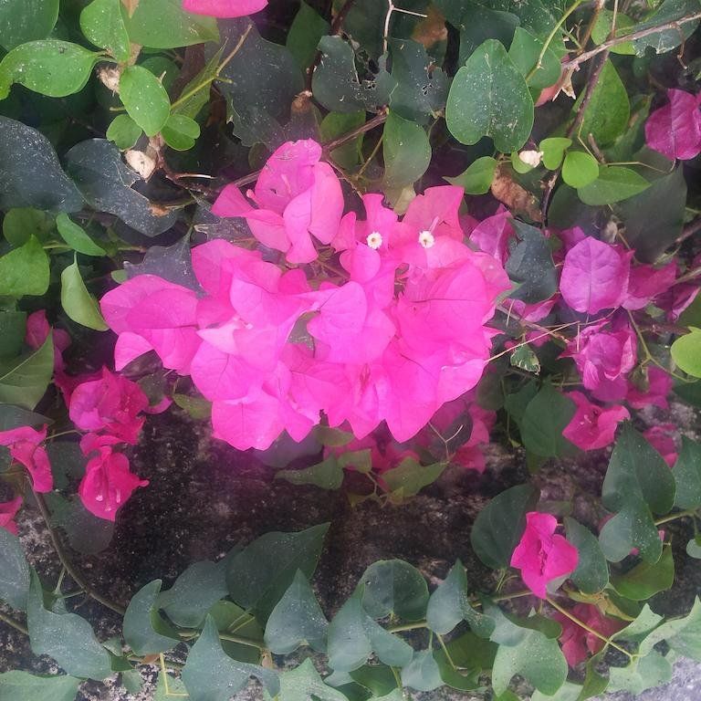 Outdoor Pictures 15