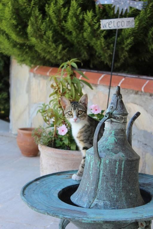 Outdoor Pictures 11