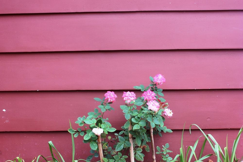 Outdoor Pictures 8