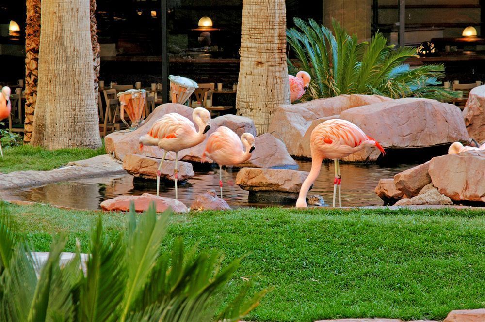 Flamingo Las Vegas Hotel & Casino