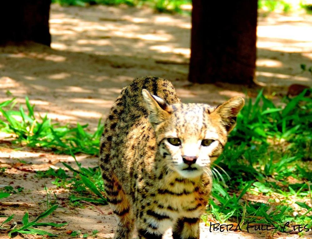 Outdoor Pictures 19