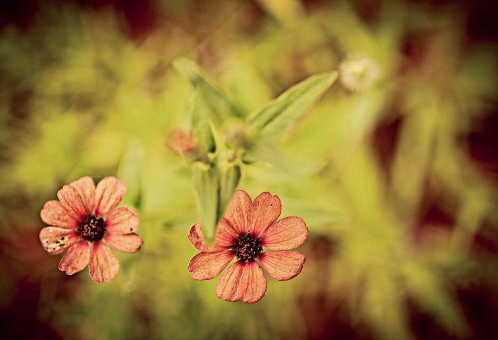 Outdoor Pictures 13