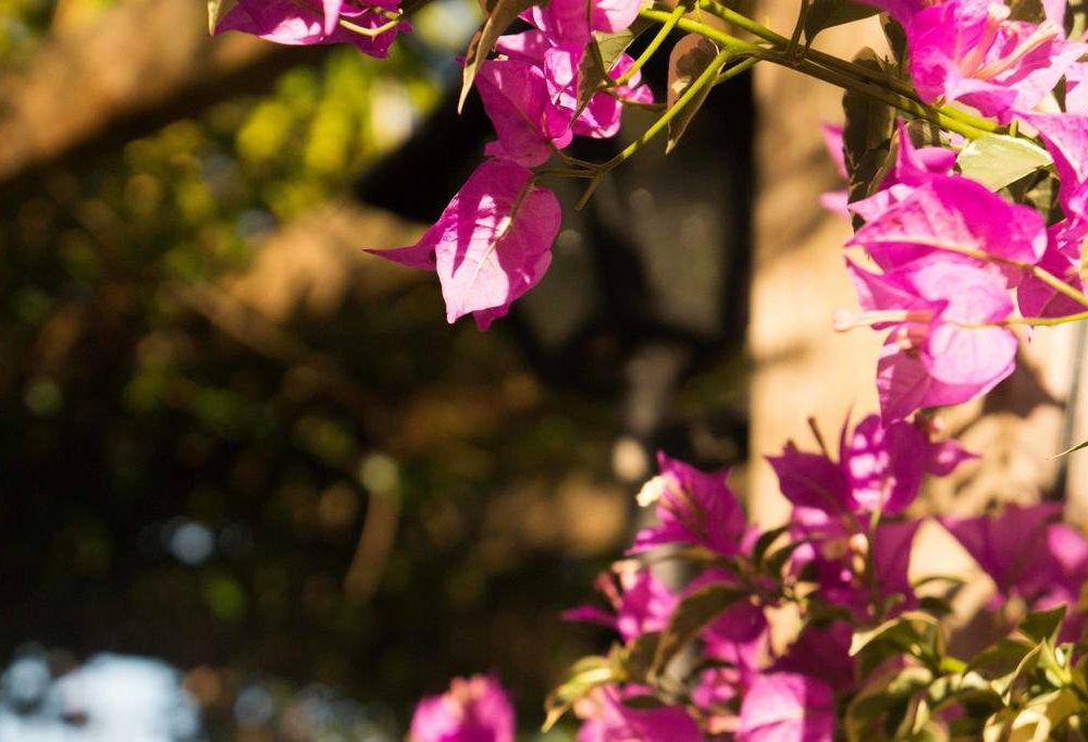 Outdoor Pictures 13