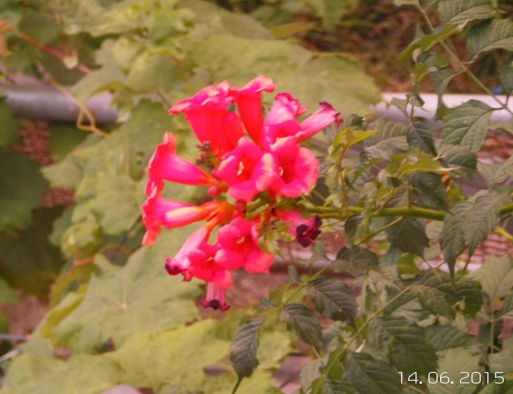 Outdoor Pictures 6