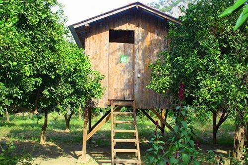 Saban Tree Houses