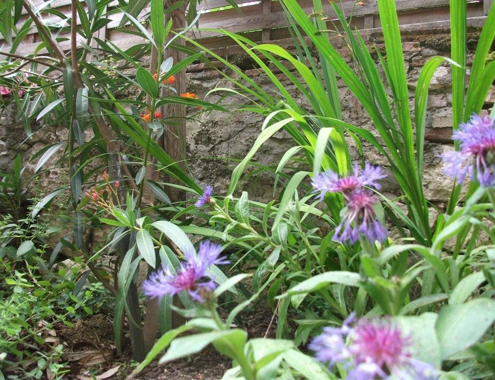 Outdoor Pictures 15
