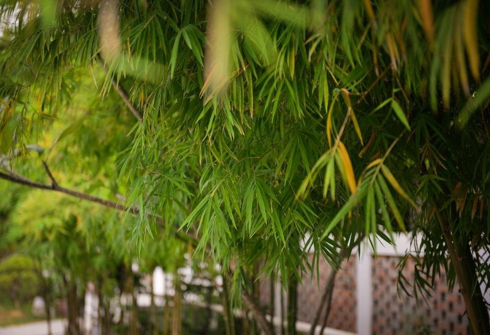 Outdoor Pictures 11