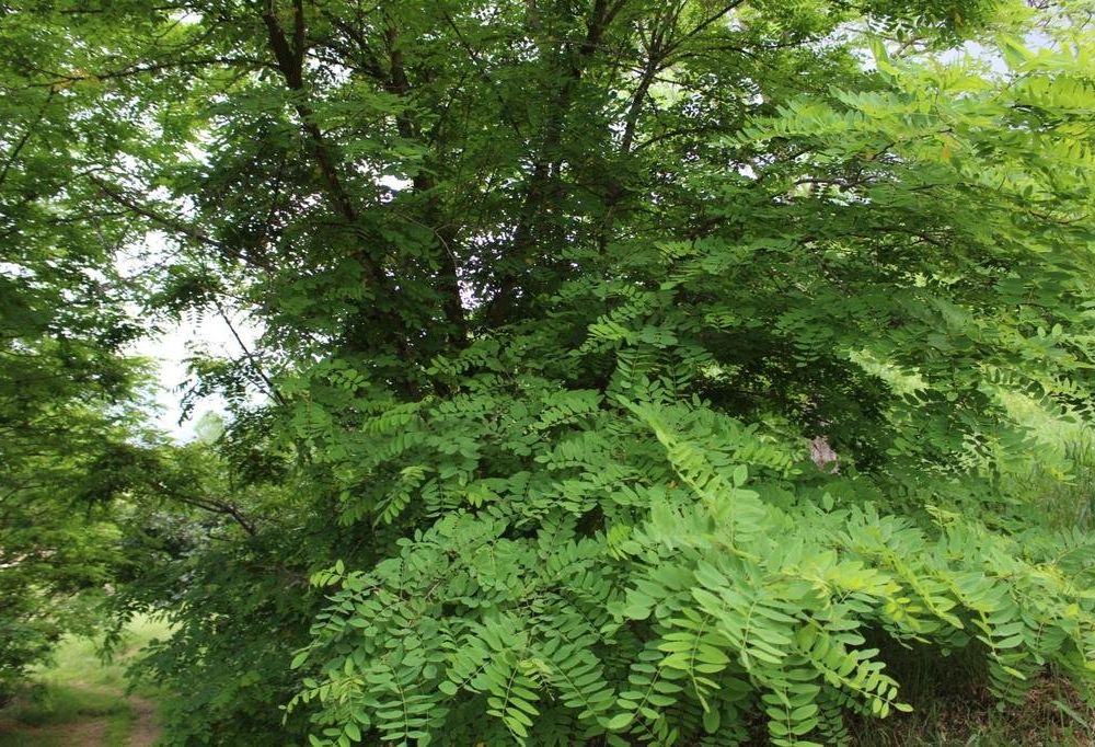 Outdoor Pictures 22