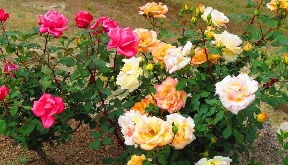 Outdoor Pictures 18