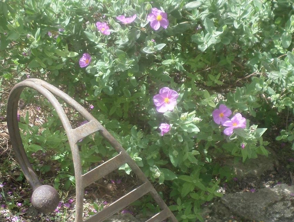 Outdoor Pictures 7