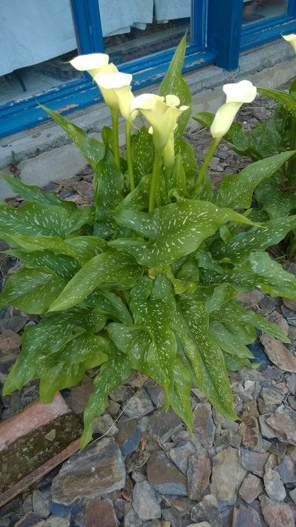 Outdoor Pictures 7