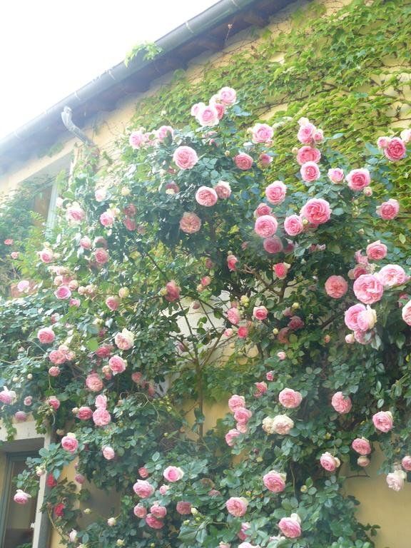 Outdoor Pictures 21