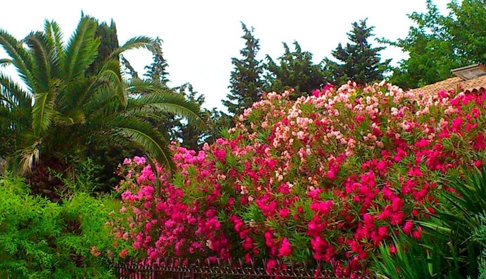 Outdoor Pictures 10