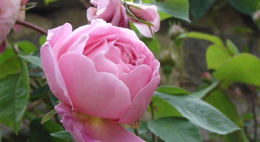 Outdoor Pictures 9