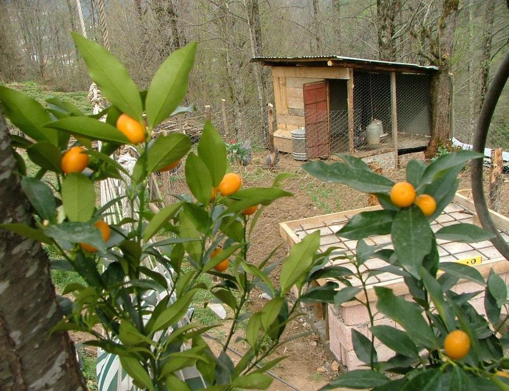 Outdoor Pictures 8