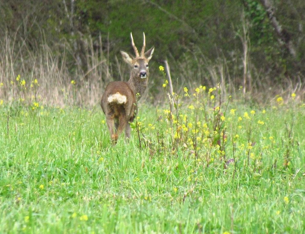 Outdoor Pictures 19