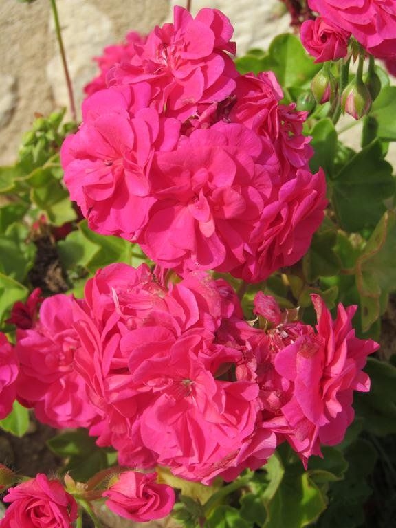Outdoor Pictures 14