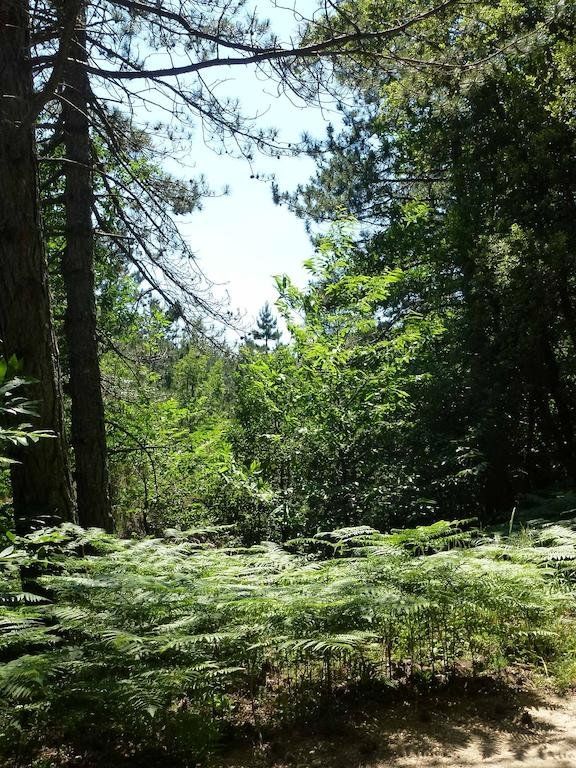 Outdoor Pictures 21