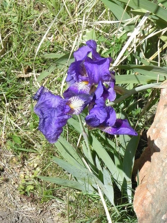 Outdoor Pictures 18