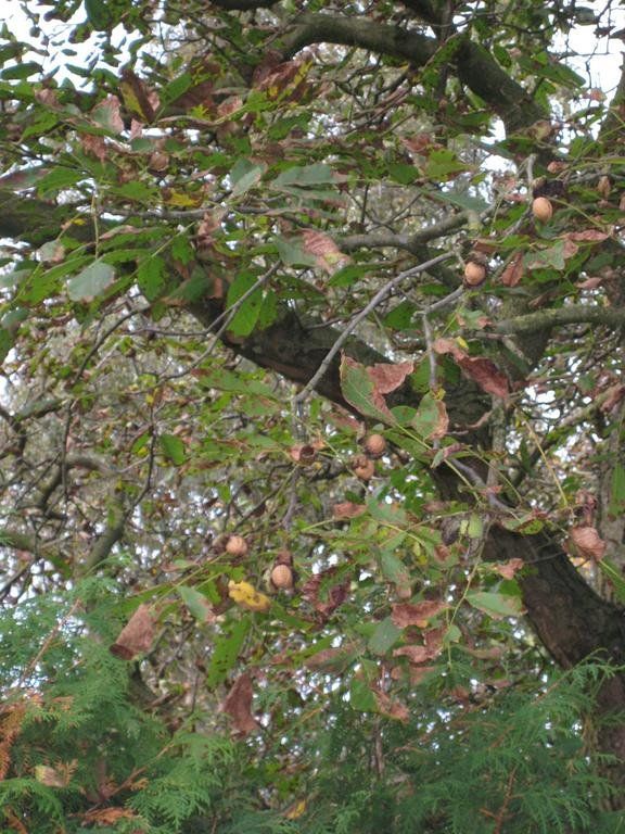 Outdoor Pictures 10