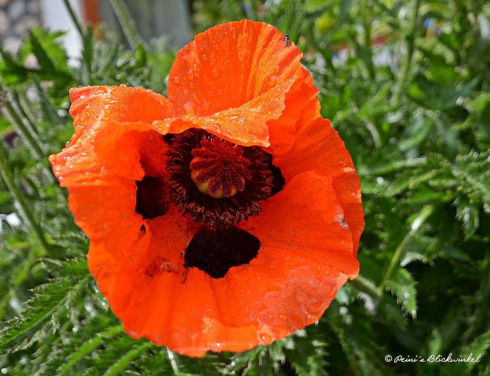 Outdoor Pictures 9